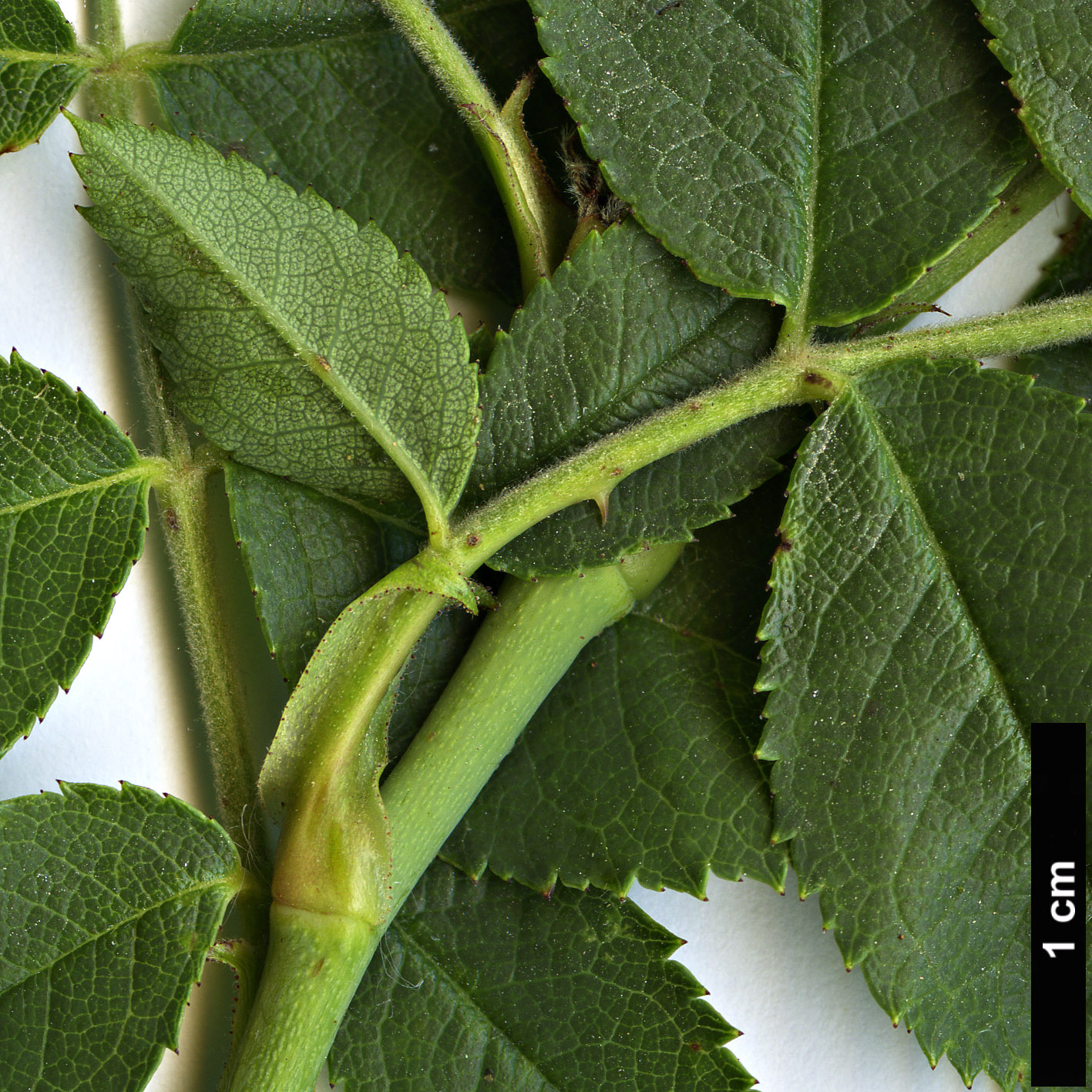 High resolution image: Family: Rosaceae - Genus: Rosa - Taxon: corymbifera